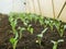 Kohlrabi greenhouse seedlings young planting tuber bio detail foil field lettuce spinach root crop turnip German white