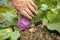 kohlrabi in hands. Farmer picking vegetables in his own garden.Purple fresh kohlrabi in male hands in a garden