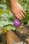 Kohlrabi harvest.Farmer picking vegetables in his own garden.Purple fresh kohlrabi in male hands in a garden. vegetarian