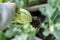 Kohlrabi harvest.Greens kohlrabi .hand pulls kohlrabi out of the ground with a root. kohlrabi vegetables in wooden beds