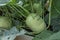kohlrabi Harvest. kohlrabi rooted in the ground.Ripe kohlrabi in wooden beds. Organic vegetables.Fresh big kohlrabi from