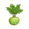 Kohlrabi isolated cabbage with turnip-shaped stem