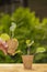 Kohlrabi seedlings.Growing Organic Vegetables. hands take cups with kohlrabi seedlings from a wooden table on a garden