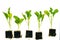 Kohlrabi seedlings with root system set isolated on white background.Green seedlings of kohlrabi.Growing Organic