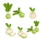 Kohlrabi set. Whole, halved and quarter. Illustrations collection of fresh farm vegetables. Eco turnip cabbage. Vector illustratio