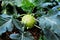 Kohlrabi, Turnip Rooted Cabbage