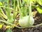 Kohlrabi in the vegetable garden