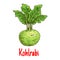 Kohlrabi vegetable with green leaves sketch