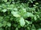 Kohuhu leaves, Pittosporum tenuifolium hedge with dew.