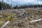 Kohut hill, Stolica mountains, Slovakia, forest calamity