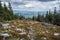 Kohut hill, Stolica mountains, Slovakia, forest calamity