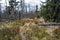 Kohut hill, Stolica mountains, Slovakia, forest calamity