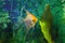 Koi angelfish, artificial aqua trade breed of wild Pterophyllum scalare cichlid, popular ornamental fish from Amazon basin
