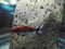 Koi, `brocaded  carp`, are colored varieties of the Amur carp Cyprinus rubrofuscus. Qawra,  Malta