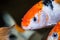 Koi carp fish close up