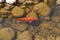 Koi Carp Fish Japanese swimming Cyprinus carpio beautiful color variations natural organic photo