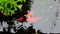 Koi Carp Fish in Pond, Koi Fish Feeding With Pond, Top View