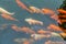 Koi or carp fish swimming in pond top view underwater