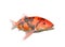 Koi carp fish on white background with clipping path