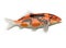 Koi carp fish on white background with clipping path