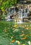 koi carp fishes in the pond of Phuket Botanical Garden at Phuket island Thailand