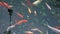 Koi carp, Iconic symbol of Japan. Koi Japanese fish in the pond. High quality 4k resolution footage