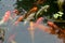 Koi carp pond with rocks and plants