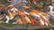 Koi carps crowding together competing for food, Hundreds of fancy carp koi fish in pool, feeding colorful fancy carp fish