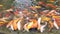 Koi carps crowding together competing for food, Hundreds of fancy carp koi fish in pool, feeding colorful fancy carp fish