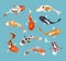 Koi carps. Koi japanese fish vector illustration. Chinese goldfish. Koi symbol of wealth.