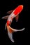 Koi fish on black background