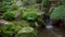 Koi fish, carp fish, swims freely in a well decorated Japanese pond garden