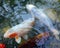 Koi fish are colored varieties of Amur carp