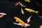 Koi fish, colorful yellow and orange Koi fishes, black background