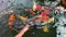 Koi fish feeding.Human hand and Fancy carp fish