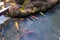 Koi fish group swim in the pond inside garden at Tenryuji temple located in the scenic Saga Arashiyama area of Kyoto in JAPAN