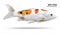 Koi fish isolated on white background. Colorfuls carp fish. Clipping path