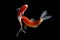 Koi fish japanese Black background