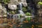 Koi fish in pond at garden with a waterfall
