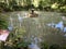 Koi fish pond protected from birds by string