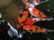 koi fish in ponds with fish food gather in an isolated waterfall background and light reflection