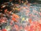 Koi fish swimming in the aquarium, Fancy carp fish