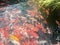 Koi fish swimming in the aquarium, Fancy carp fish