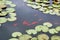 Koi fish swimming in lotus pond