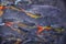 Koi fish swimming in water garden in Thailand. Fancy and colorful carp fish swimming close at feeding time, packed in a black pond