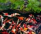 Koi fishes group swimming in the pond.