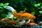 Koi goldfish, commercial aquatrade breed of wild Carassius auratus carp, curious and friendly comet-like long tail ornamental fish