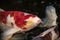 Koi or more specifically jinli or nishikigoi are colored varieties of Amur carp Cyprinus rubrofuscus that are kept for