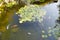 Koi pond with carp fishes and waterlilies in a summer day, high angle view