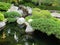   Koi pond design in Japanese friendship garden Balboa park San Diego